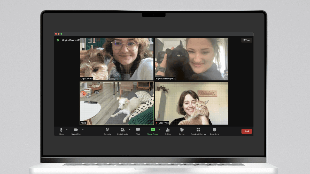 Pets on zoom call
